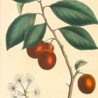 Arbor Day