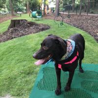 Dog Park